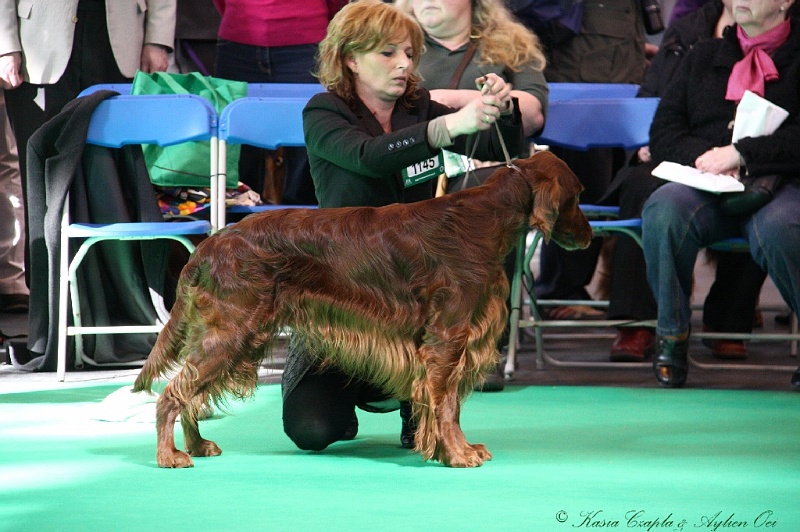 Crufts2011 577.jpg